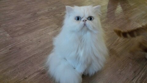 연화さんのプロフィール画像