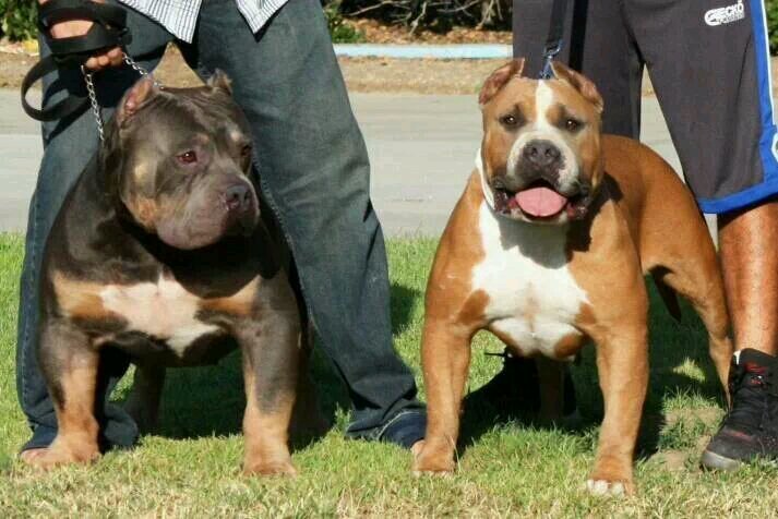 American Bully Breeder
