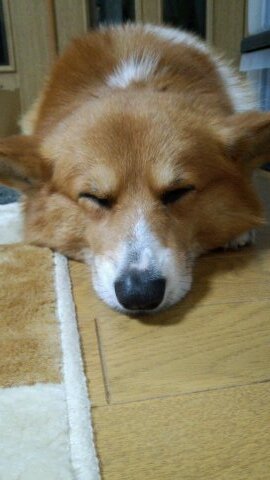 田中慎哉ですーwwよろしくww拳法&習字