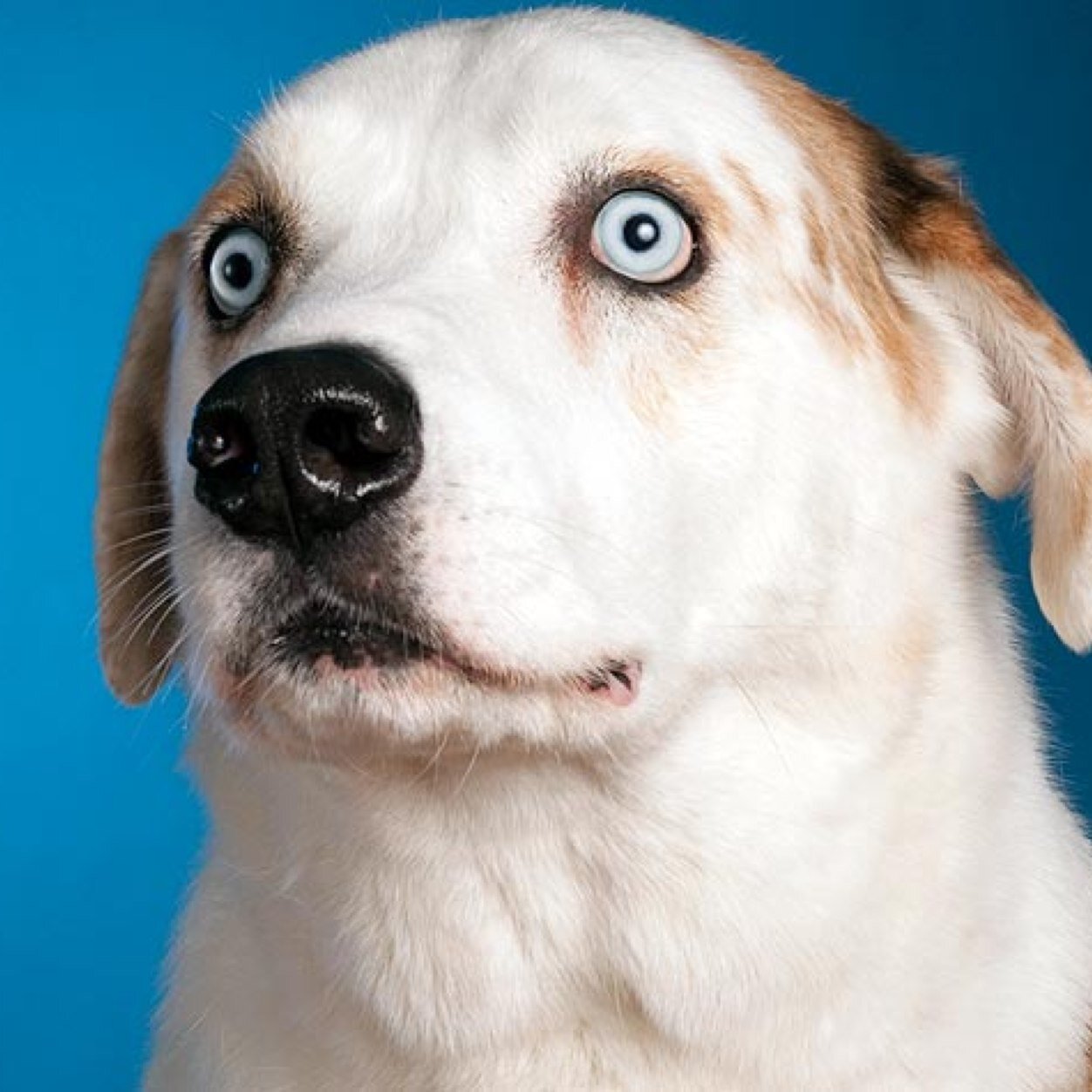 dogs picture names gooddognames dogs picture names gooddognames