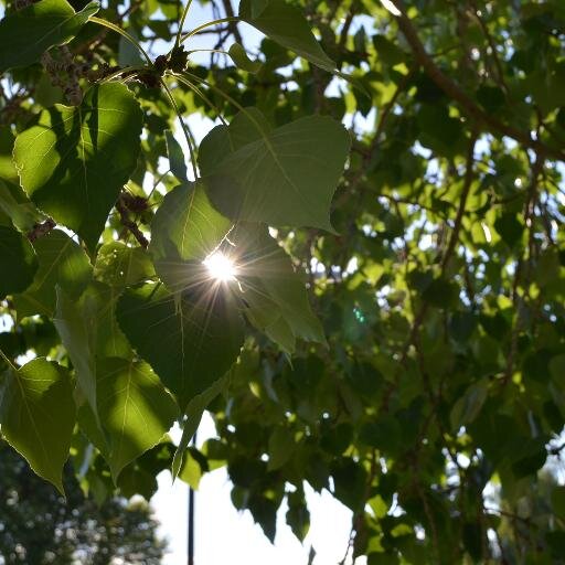 Ally_Rose12's profile picture. 'Trust in The Lord with all you heart'