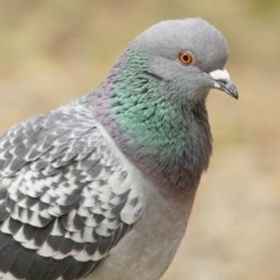 セルフパブリッシング