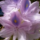 doris nuñez ayala - @dorisannelouise - Twitter