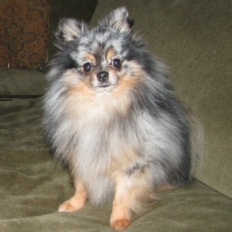 little dog with a big bark.
