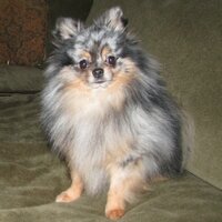 dunkin (@littledunkin) 's Twitter Profile