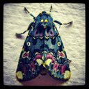 Marisol Barrientos  - @macholbaga - Twitter