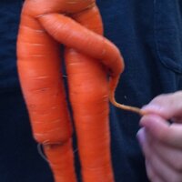 Anne Marie🌶🦞🐈 (@207shybear) 's Twitter Profile Photo