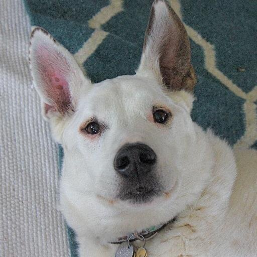 4 former stray dogs. Live w our person & 4 geriatric cockatiels. Bunny from Ozarks,Pecan from Silicon Valley,Tiki from Fresno,RootyTooty foster dog from SanJose