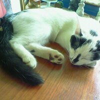 隠れ猫 ฅ^•ω•^ฅ は減量中 (@kakure_nyanko) 's Twitter Profile