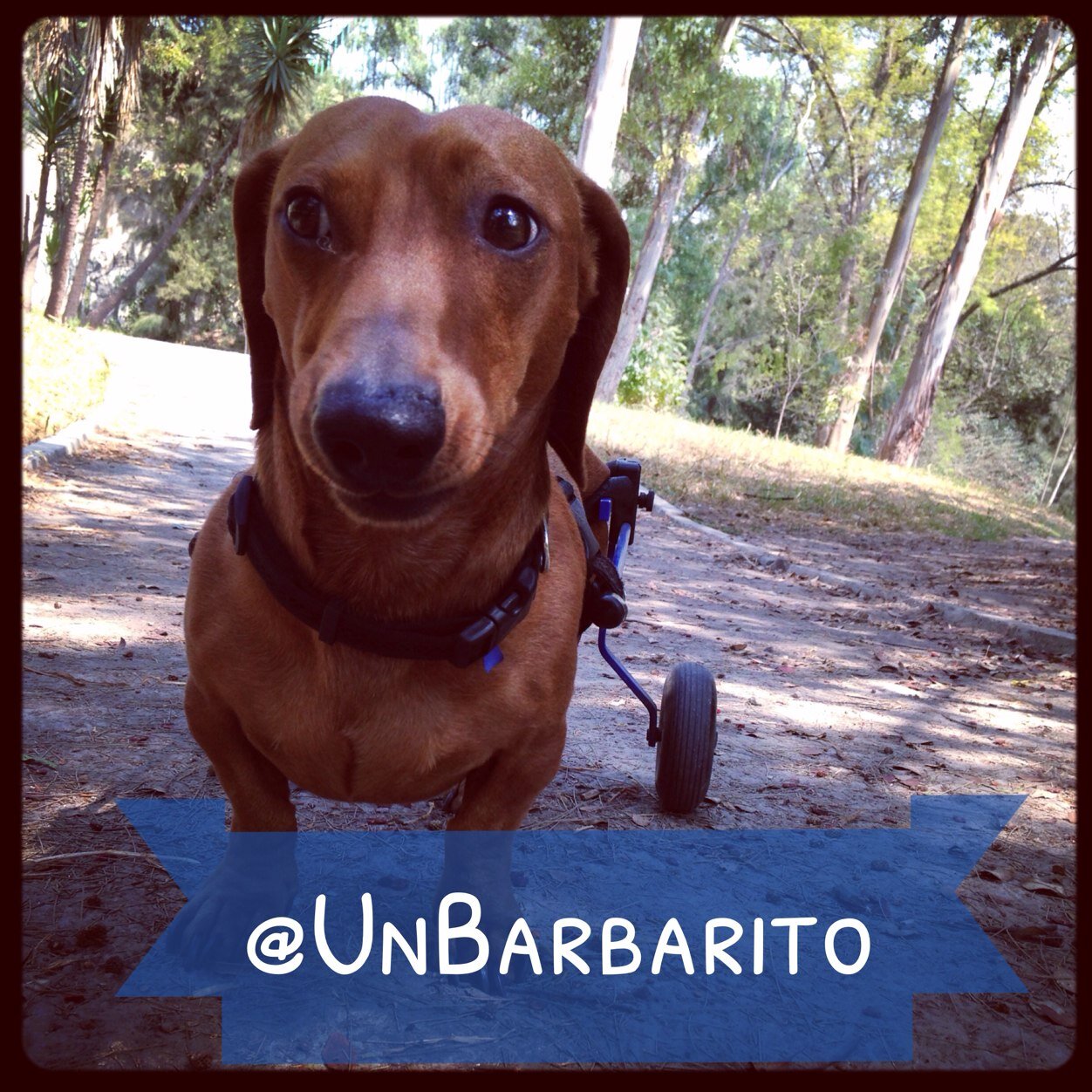 Perrito salchicha sobre ruedas. Sigue mi recuperación, aventuras y chistes malos. Difundo casos animales que necesitan apoyo.