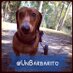 Barbarito (@unbarbarito) Twitter profile photo