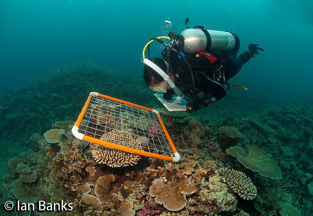 Coral Reef Algae Research Lab. Led by Dr. Diaz-Pulido, our research team is interested in research questions related to tropical marine algae and coral reefs!