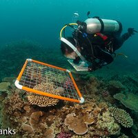 Coral Reef Algae Lab (@reef_algae_lab) Twitter profile photo