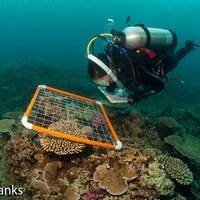 Coral Reef Algae Lab(@Reef_Algae_Lab) 's Twitter Profile Photo