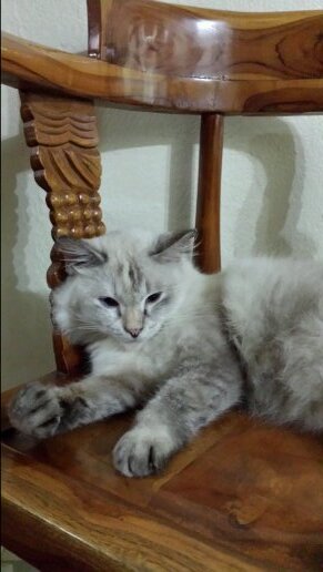 LinieyL's profile picture. 