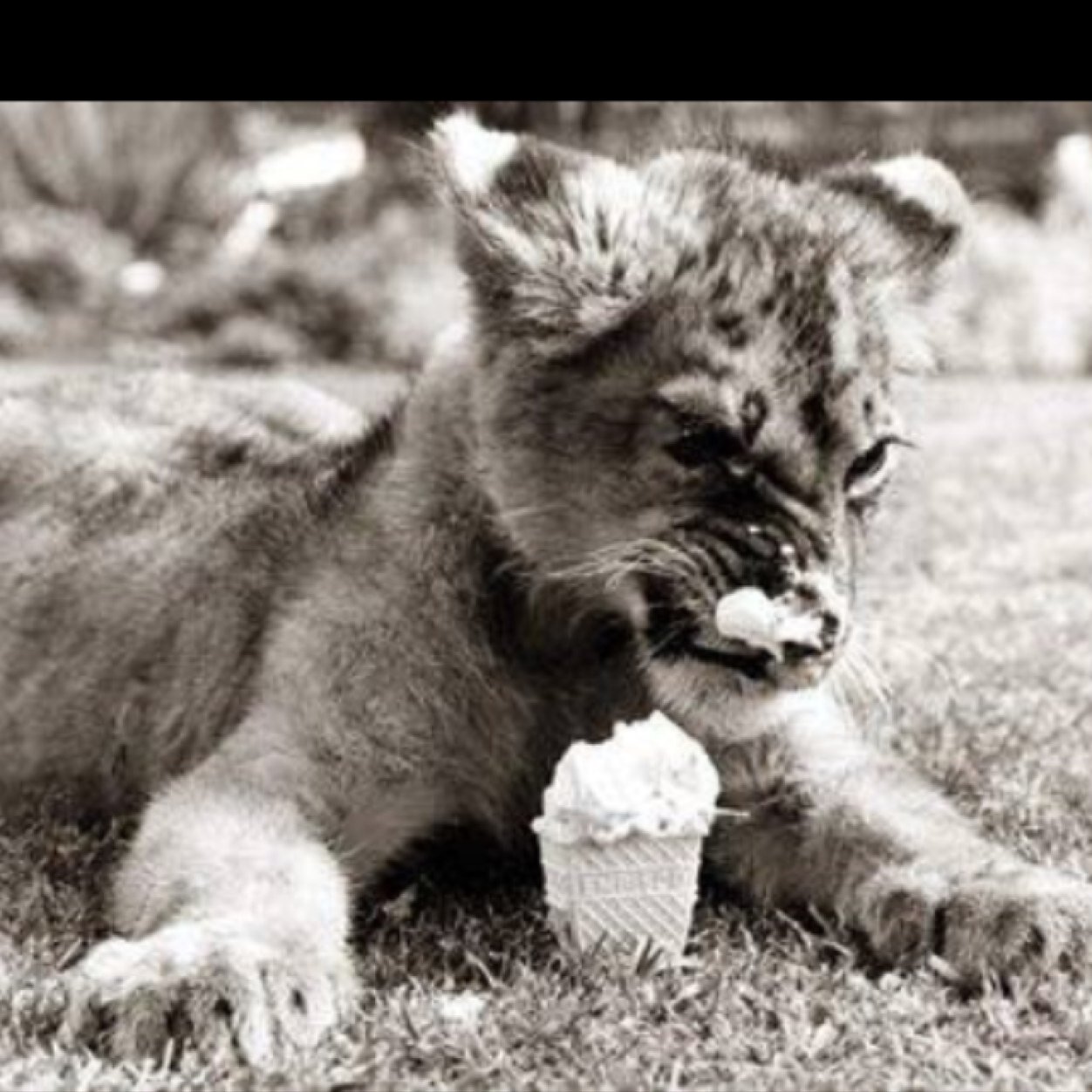 lionseaticecrea's profile picture. L