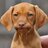 DoginShow's profile image