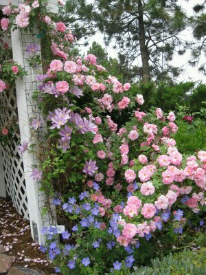 hanisharaf1's profile picture. 