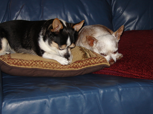 dcdawn's profile picture. 