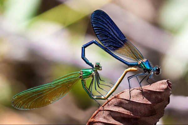 saeful_sipung's profile picture. 