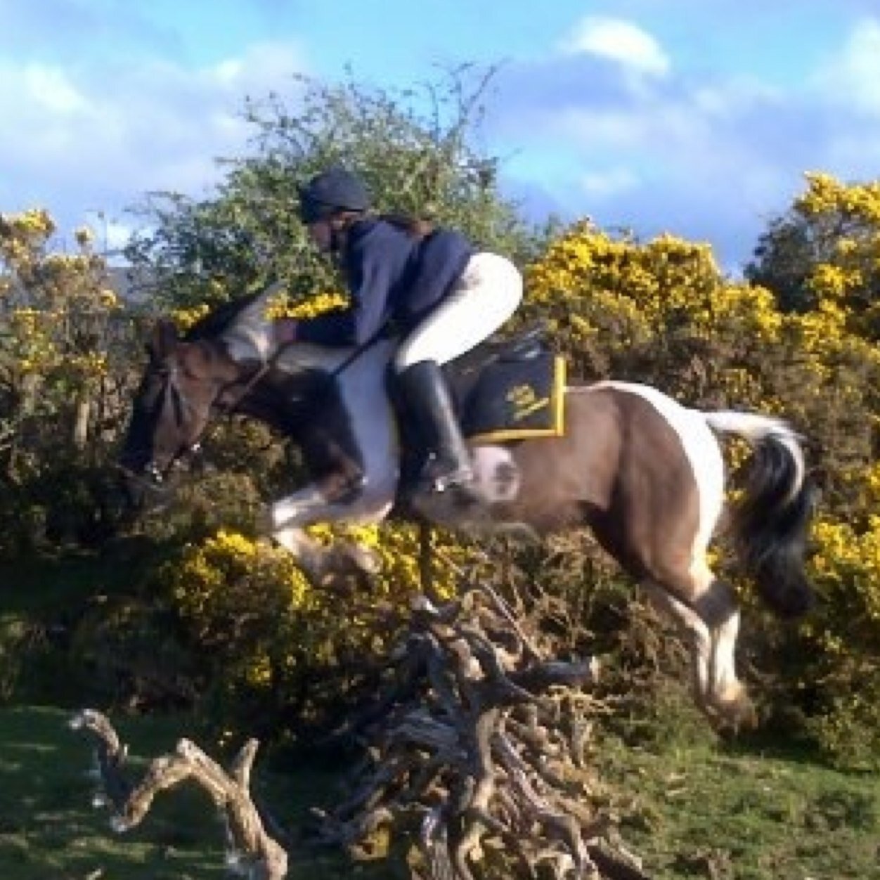 ElenthoHaf's profile picture. 15&welsh!! follow4follow, Love animals