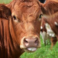 Farmer Angus (@farmerangus) 's Twitter Profile