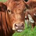 Farmer Angus (@farmerangus) Twitter profile photo Farmer Angus (@farmerangus) Twitter profile photo