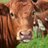 FarmerAngus's profile image