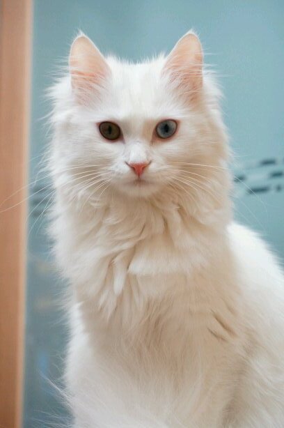 맞팔100% 자전거타는 고양이 집사