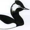 ukrbbp's profile picture. Rare Breeding Birds Panel - the definitive archive of rare breeding birds. Supported by @JNCC_UK @natures_voice @_BTO No sensitive data over twitter please.