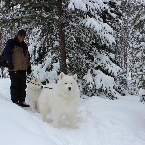 Former tax litigation attorney now teaching at Wentworth College.  Loving life with my Samoyeds.