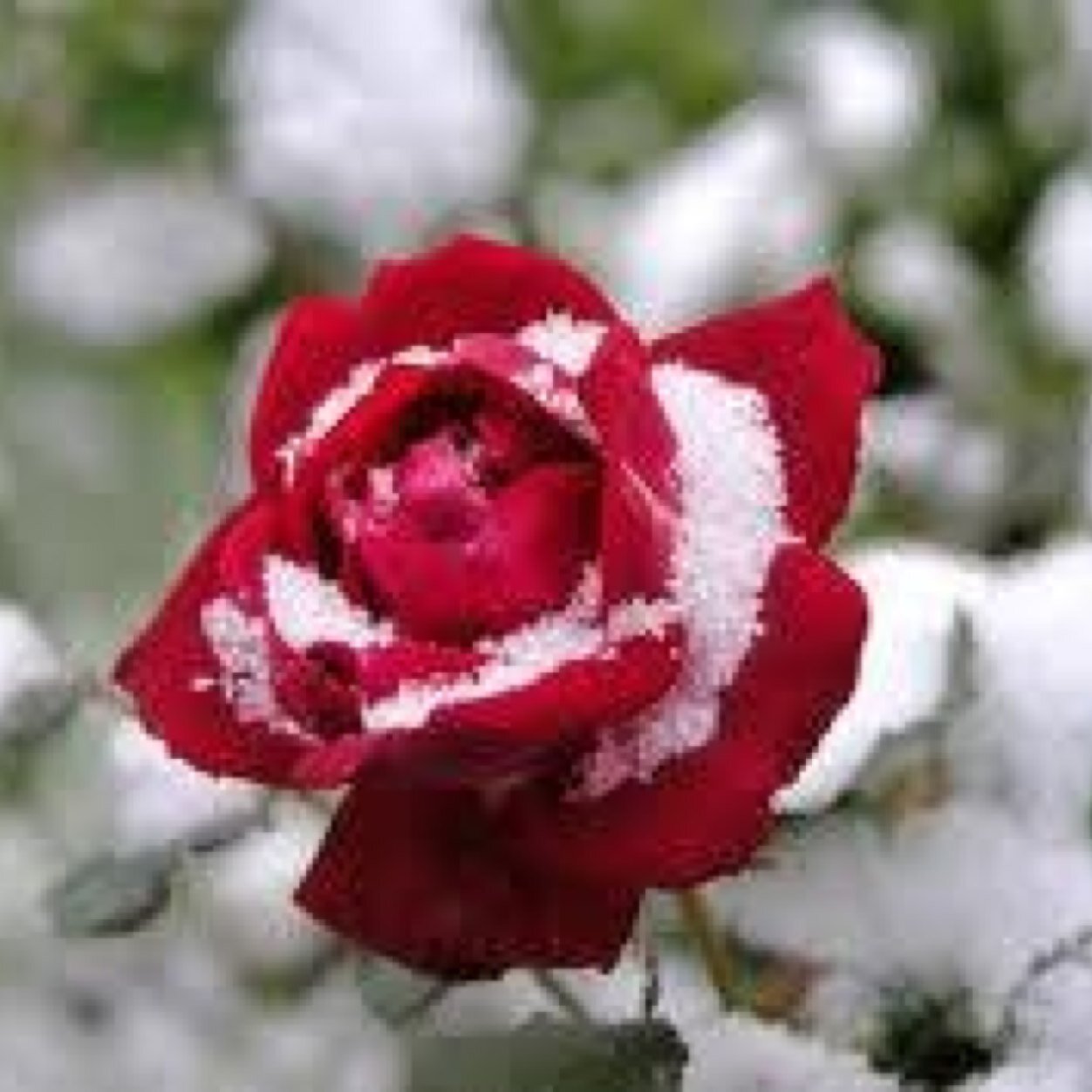 islam202001's profile picture. 