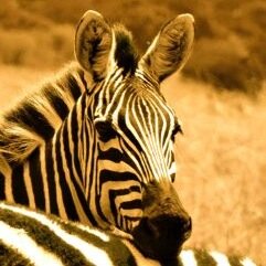 lb4everdotcom's profile picture. Life Balance Platform, easily monitor and work on ALL important areas of life - improve your #happiness, #health and #success by optimising your #lifebalance