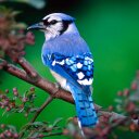 Atif Memon - @Atifmemon11 - Twitter