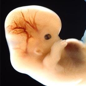 embryoelections's profile picture. Democrats? Republicans? Nahhhh. Embryologists.