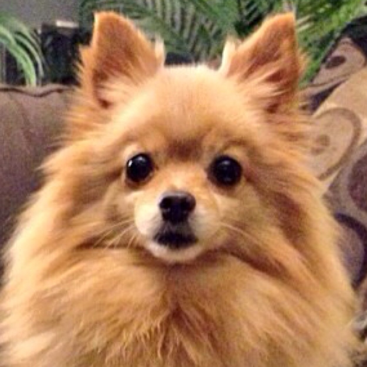 FoxyCaster's profile picture. Check out my other twitter @Ryannaluvsu and follow my bud @Huskylover87721667