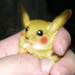 ポケモンのネタ画像をつぶやきます。