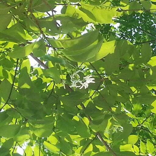 nukimphyo's profile picture. 