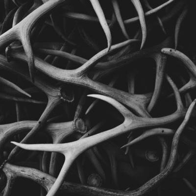 web enthusiast, stag lover, actually batman