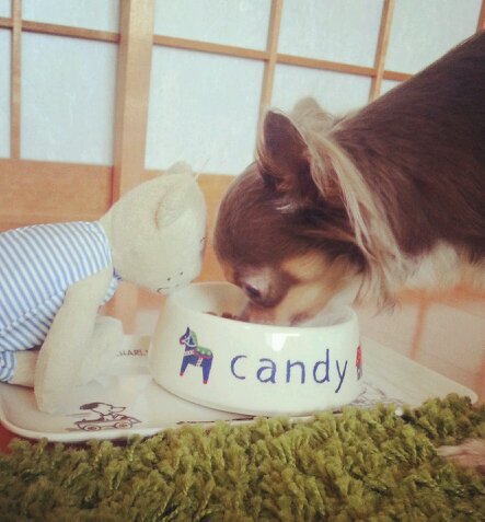 candyloveさんのプロフィール画像