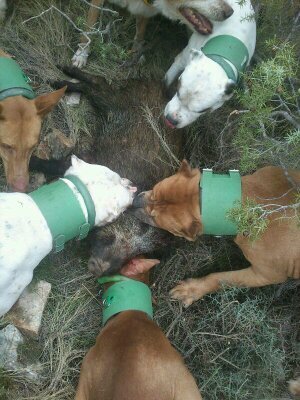 jose_urtain's profile picture. urtain bebedor de balantain mataor de guarros a cuchillo cazaor de caracoles a la carrera cursos de supervivencia y veterinaria perruna terminaoss