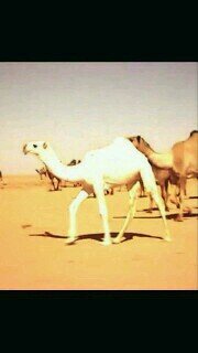 bader00266713 Profile Picture