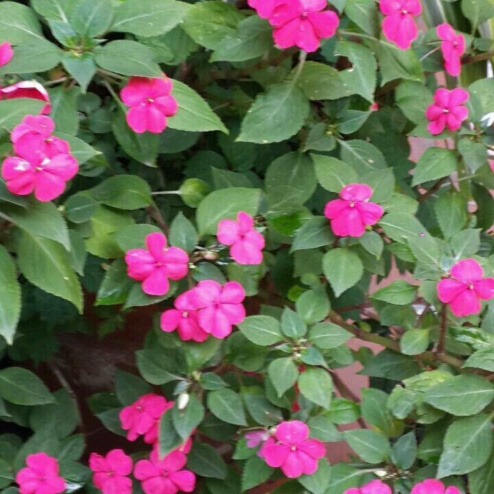 vschavelzon's profile picture. Hola