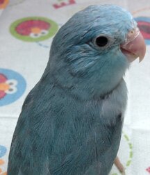 Specializing in sweet, hand fed Parrotlets.