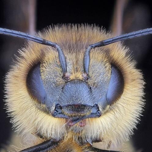 The Twitter Feed For NYC Beekeeping's Classes, Workshops, and such