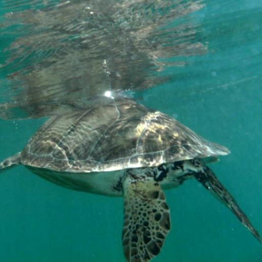 Conservation through Education, Awareness & Action!
