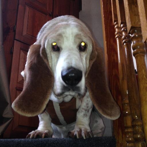 afroditallpm's profile picture. 