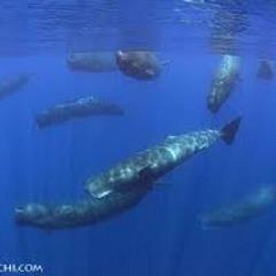 くじら水族館 Yu G10 Twitter