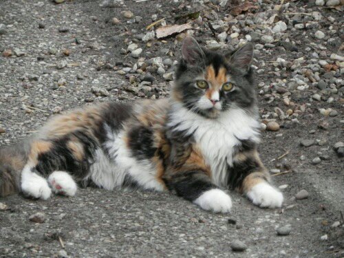 RedThunder2323's profile picture. Red, a young tom. Smears & Flames kit.. #Evil? #Immortal #Taken Mate : Leafpaw Brother : Storm