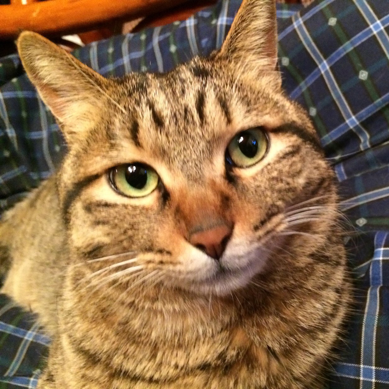 無職になりました。脳味噌が煮えてるのでたまに猫犬の写真を貼るぐらいしか出来ません。 模型の箱が墓標。 「」、ニュービーヘッズ。